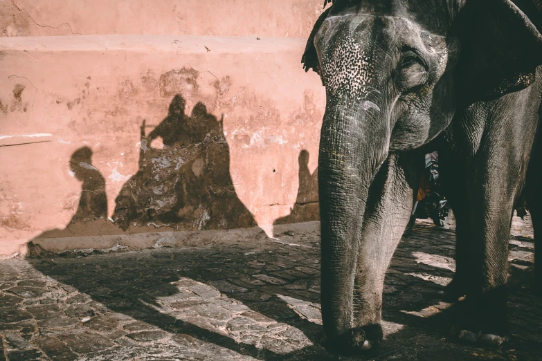 an elephant with people in the shadow next to a wall