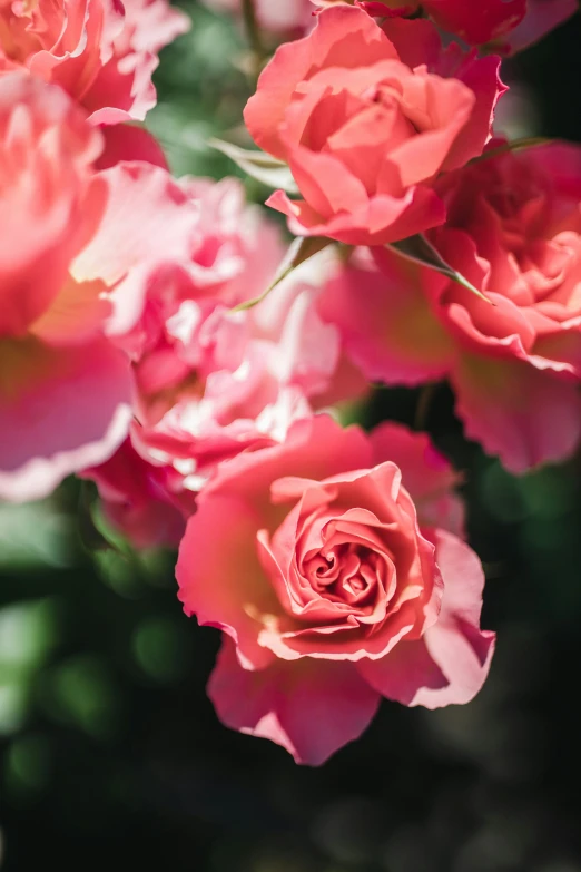 many pink flowers blooming in the garden