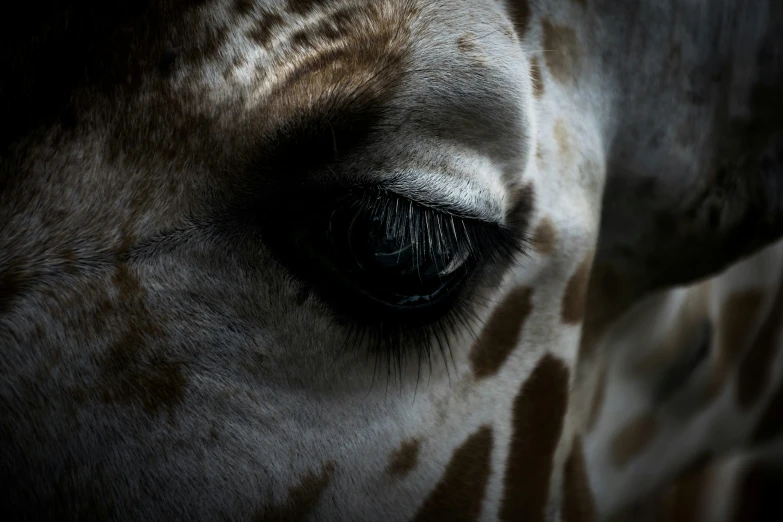 eye s of a giraffe that is brown and white