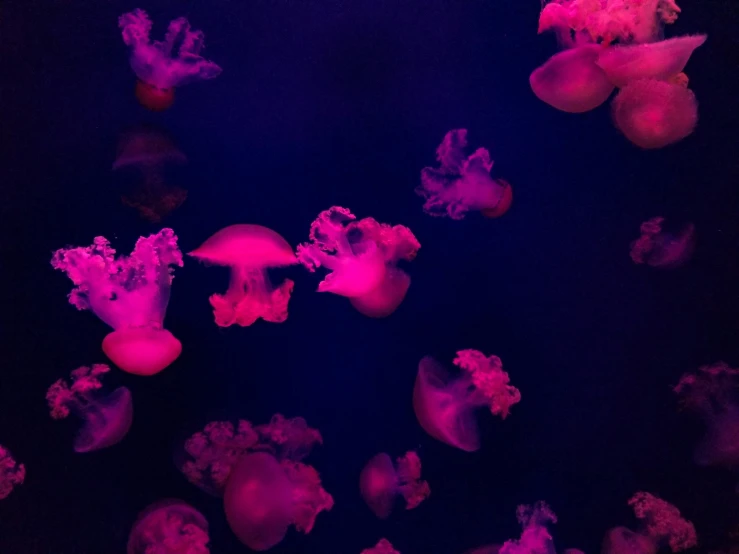 the jellyfish are all over the place, and the po is dark