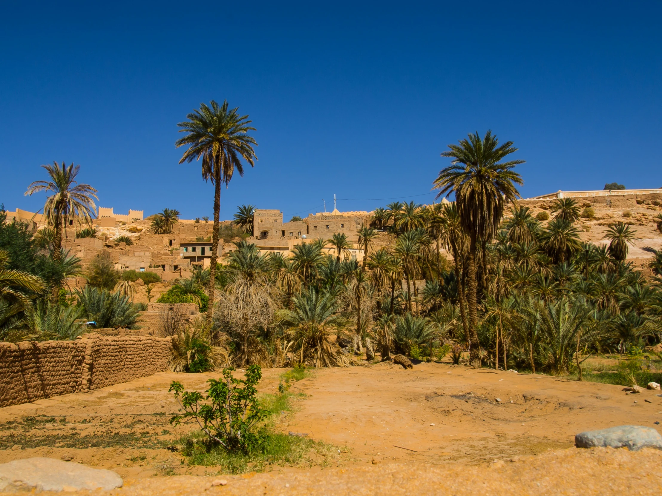 a desert with palm trees, bushes, and a few buildings