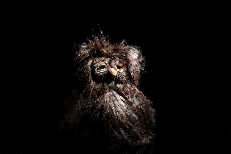 a fluffy and furry dog on a black background