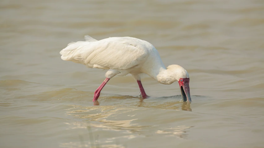 a stork trying to eat food in the water