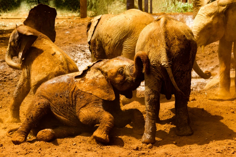 an elephant touching a baby elephant's nose