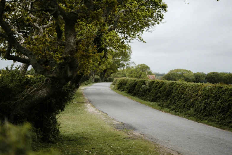 a road winds through the middle of trees and hedges