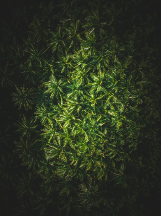 aerial view of green plant in night light