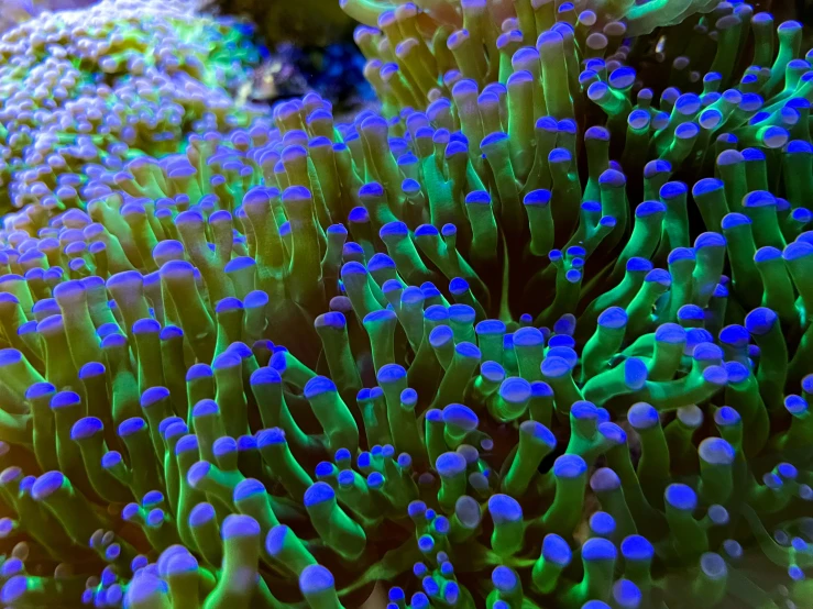 an image of a small group of sea anemonas
