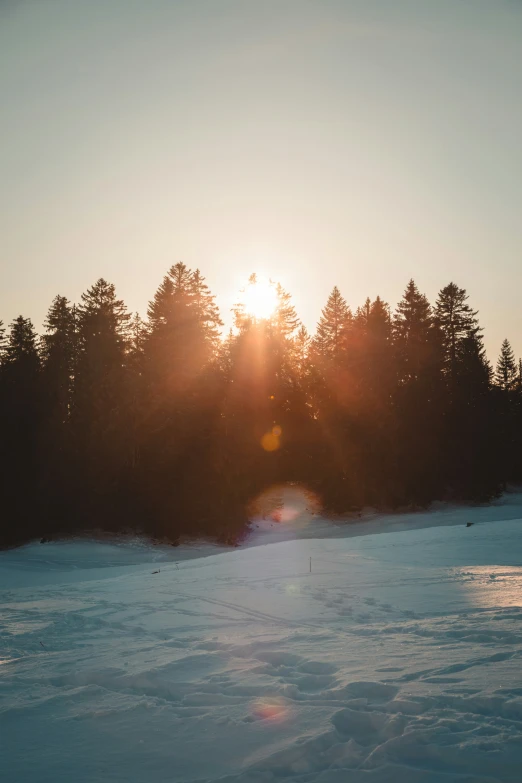 snow covered ground near trees and sunlight