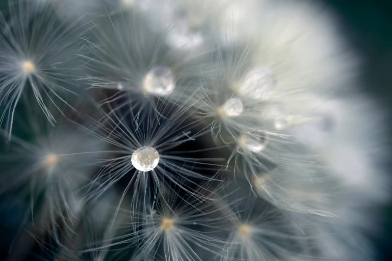 a picture of some white dandelions on a black background