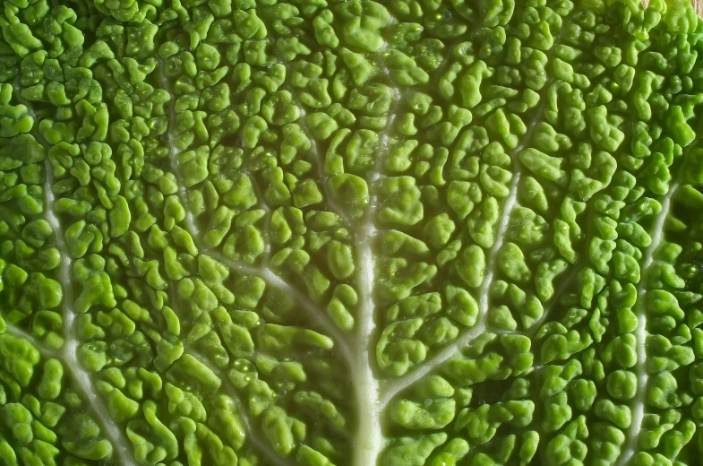 the top part of a large green plant