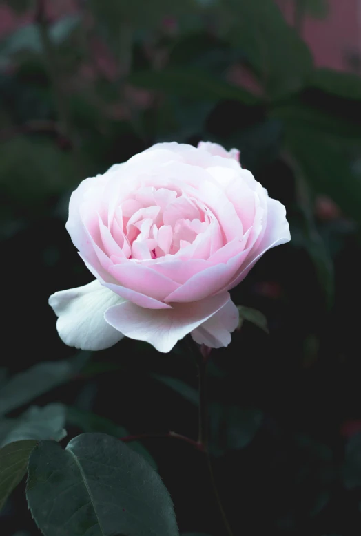 a flower blooming in a green and white plant