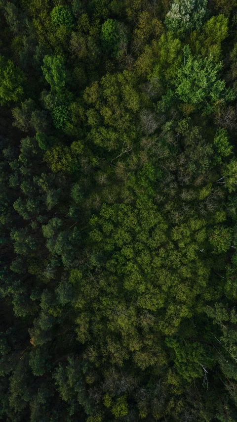 an aerial view of a large forested area