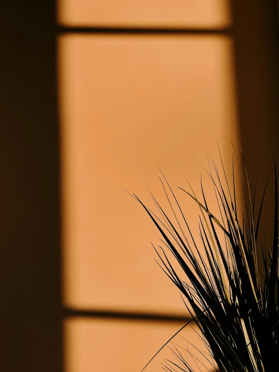 a plant sits on a windowsill, casting shadows from a wall