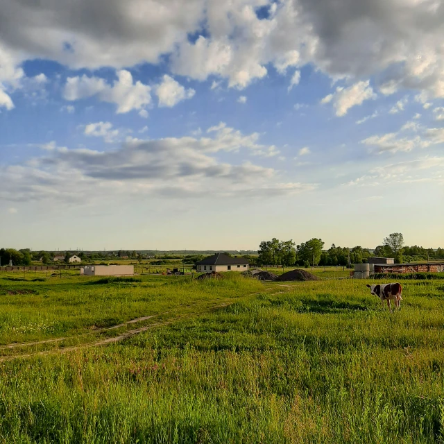 cows grazing in the middle of a grassy pasture