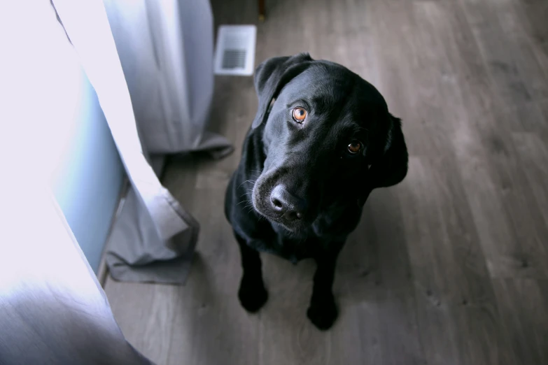 a black dog is staring at the camera