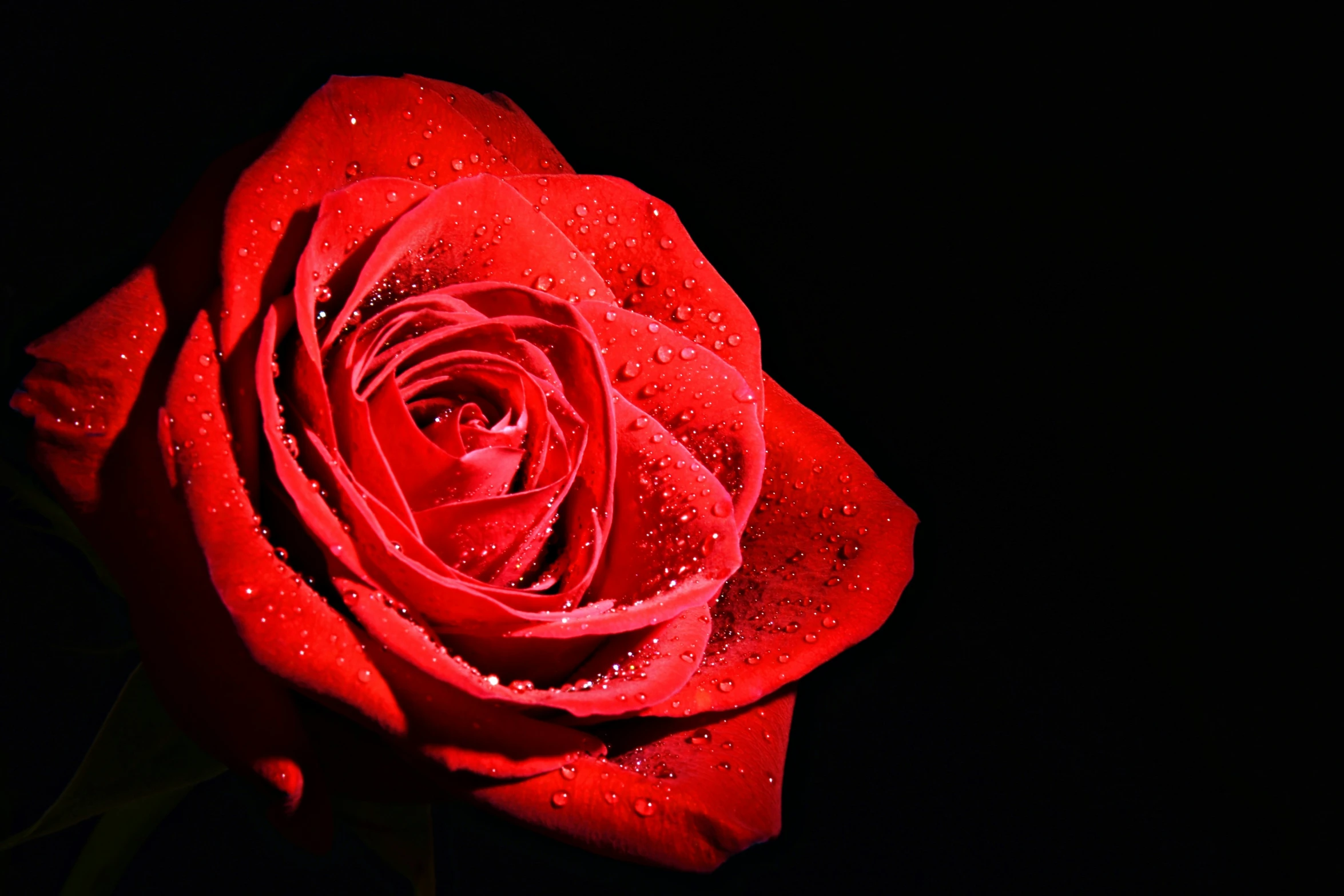 the large, red rose looks like it was made with dew