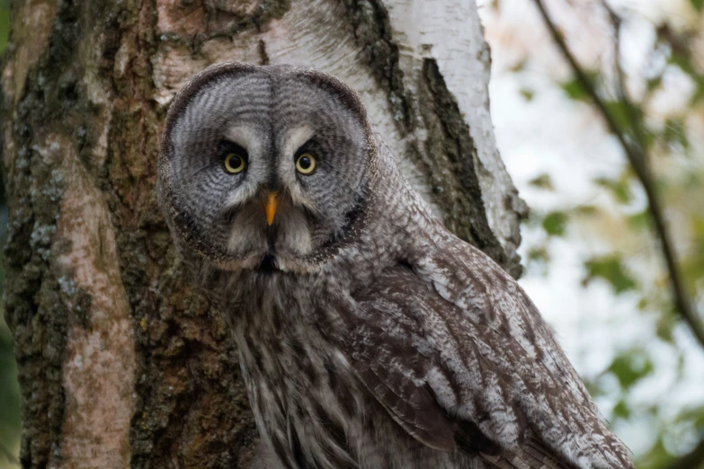 an owl standing next to a tree looking up