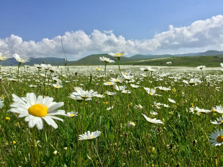 a wide open area with large wildflowers on a sunny day