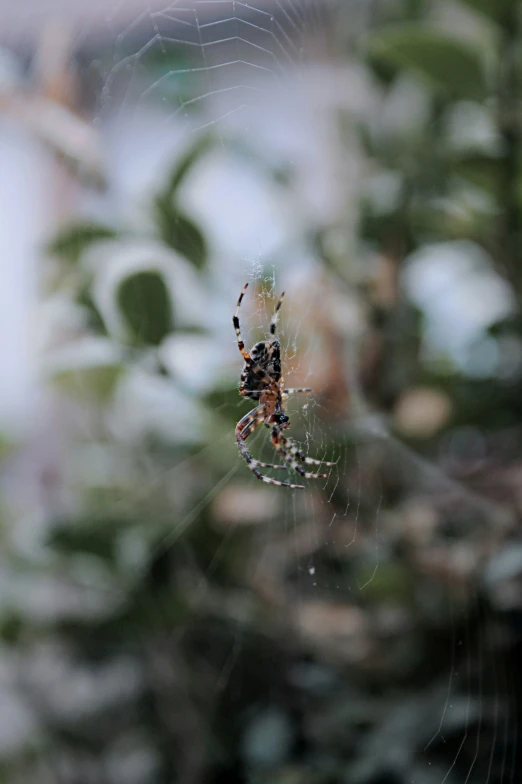 close up of a spider on its web in the rain