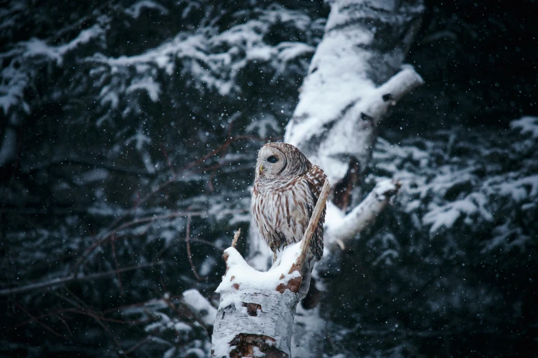 an owl is perched in a snow - covered forest