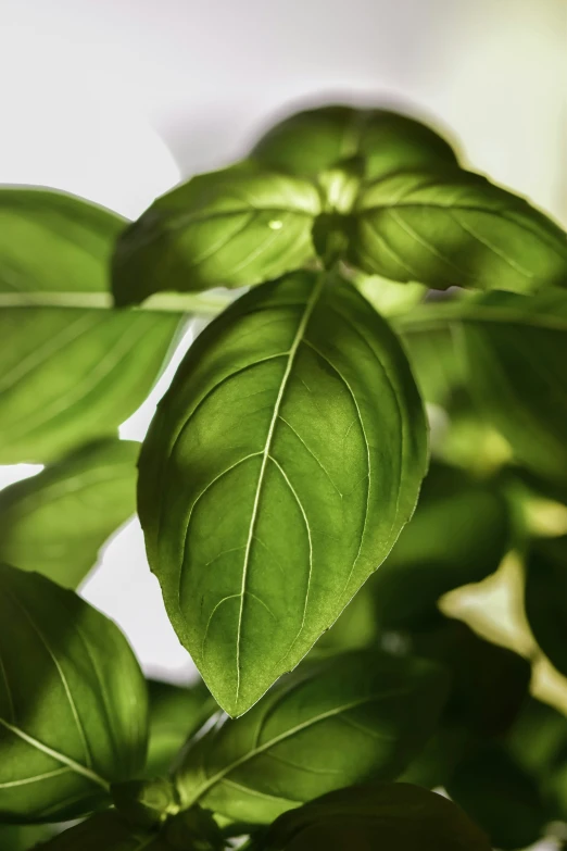 the back end of a plant, leaves, with a white background