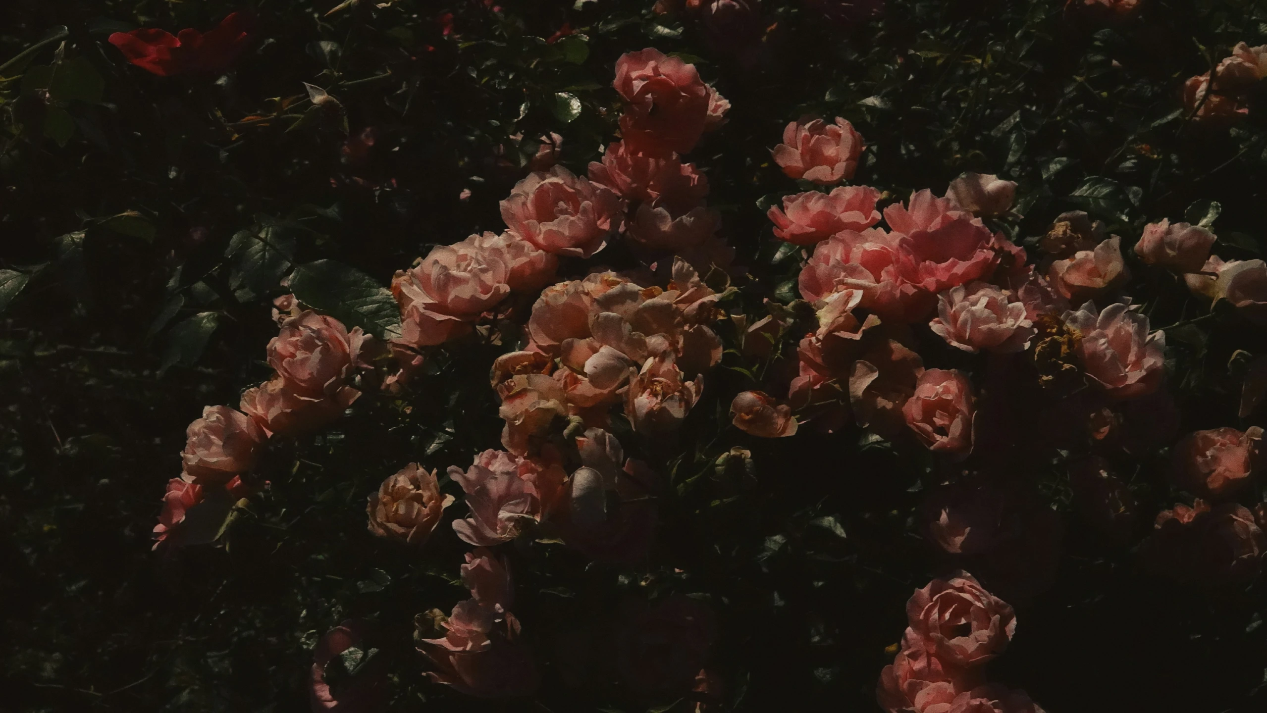 pink flowers are shown in the sunlight from above