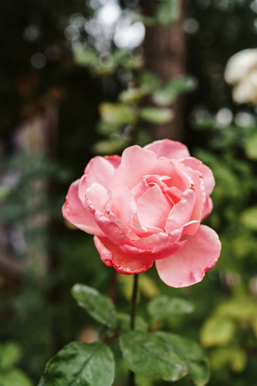 a pink rose blooming in a garden