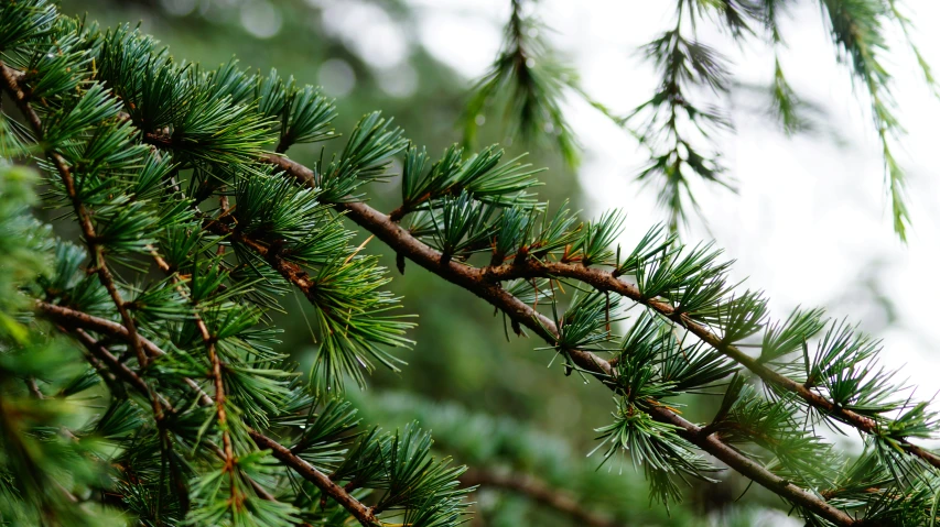 an image of the nches of trees in winter