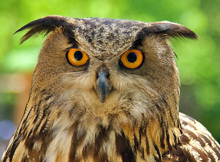 a very pretty looking owl with orange eyes