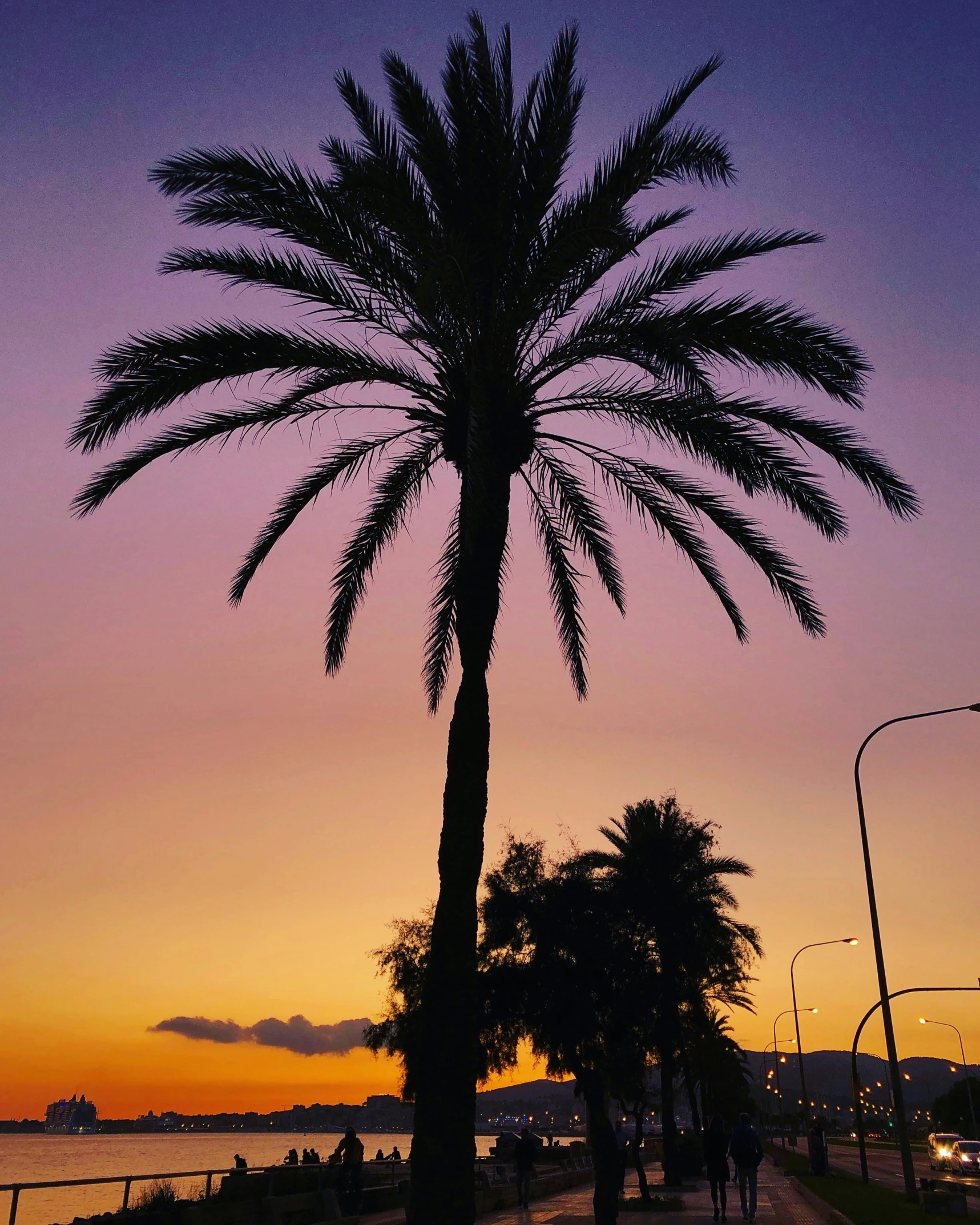 silhouette of a palm tree on the waterfront at sunset