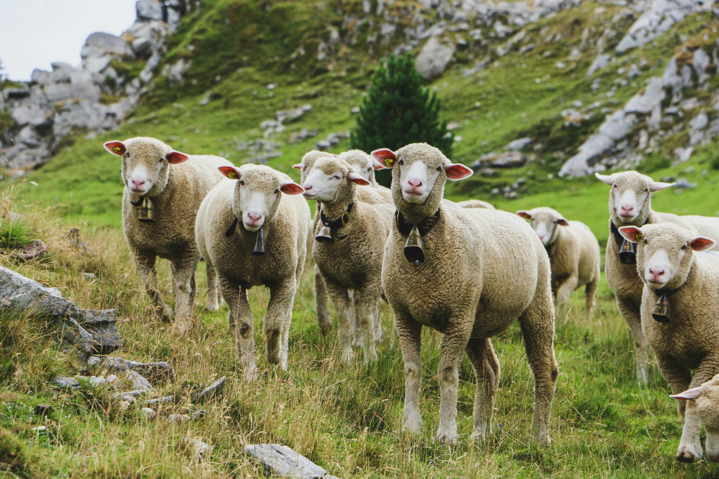 sheep in a grassy hill looking at the camera