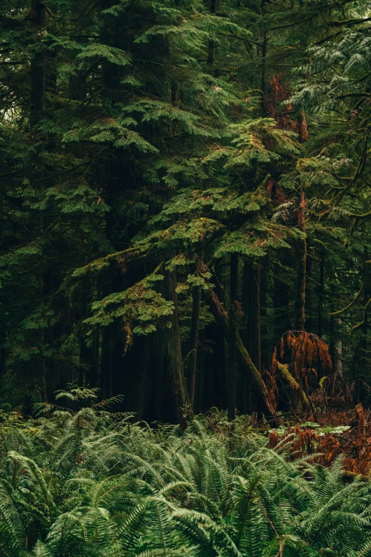 tall trees and green bushes in the woods