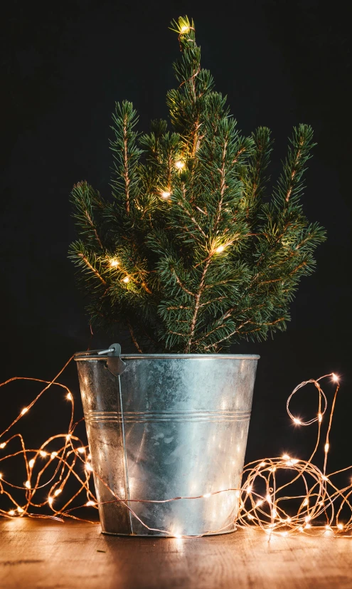 a potted plant sitting next to some lights