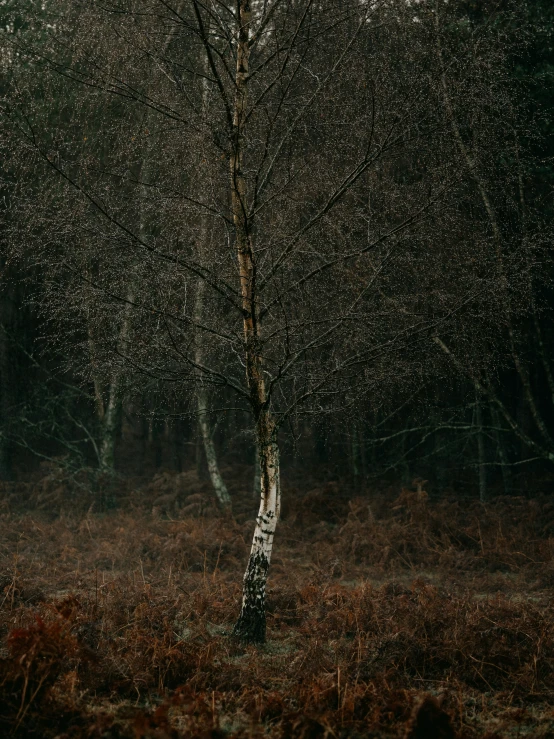 the lone tree is in a dark forest