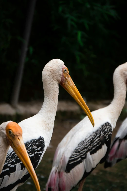 two birds with orange beaks standing next to each other