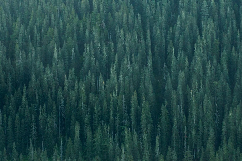 several trees are growing in the middle of the forest