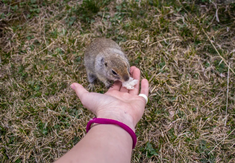 a hand that has a small animal in it