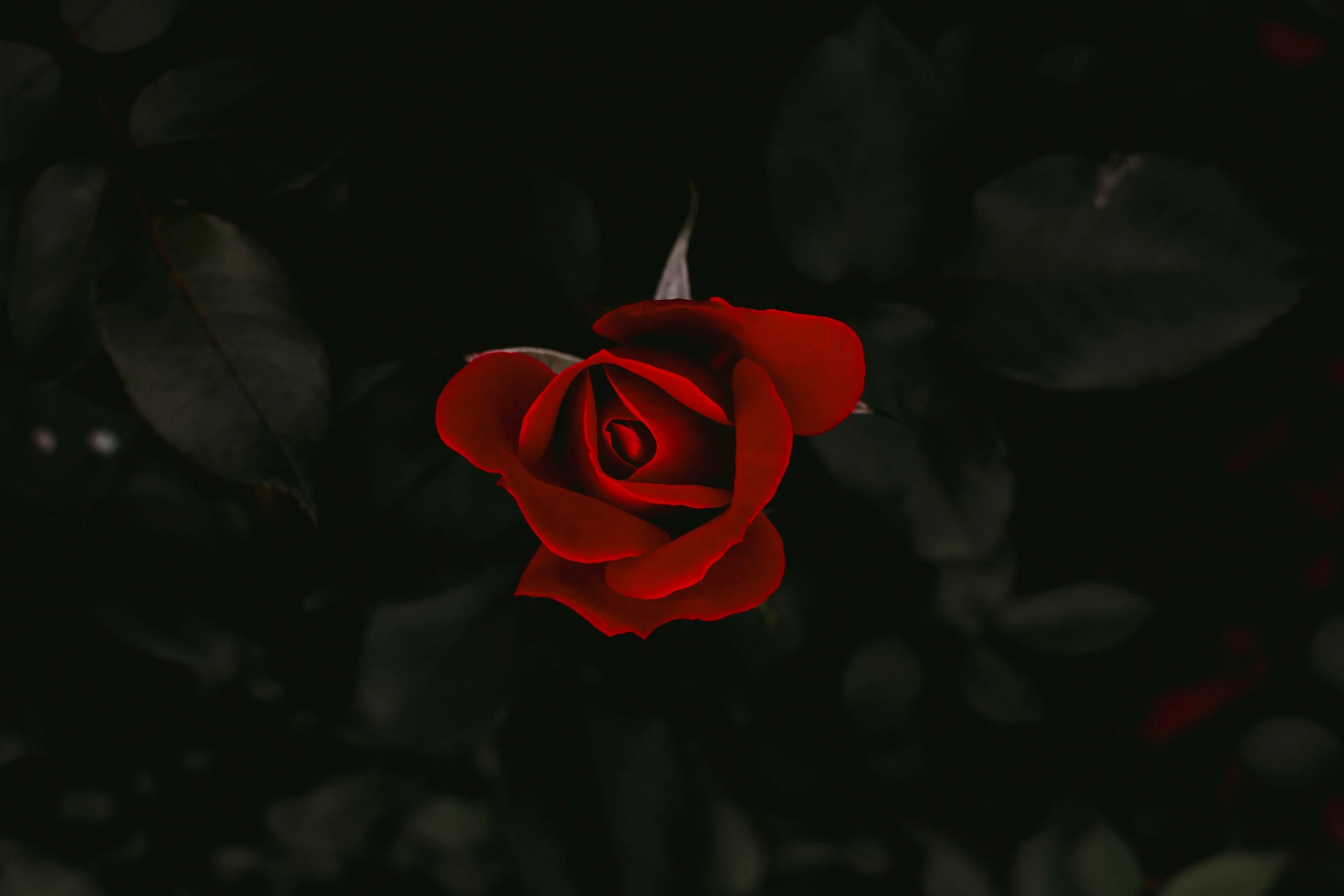 the rose is sitting alone in the dark