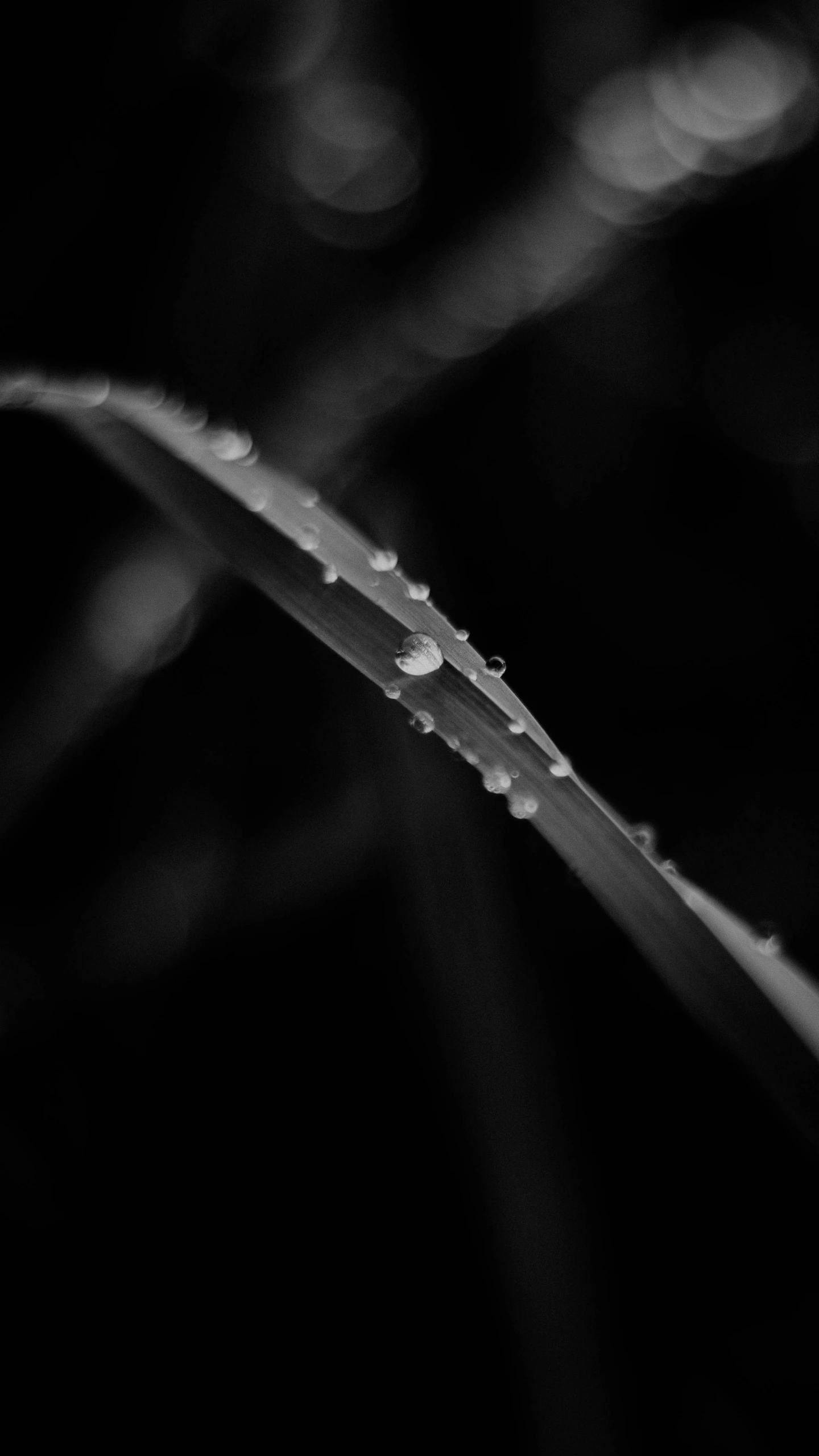 a single leaf with small drops on it