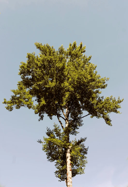 a tree is standing tall in the grass