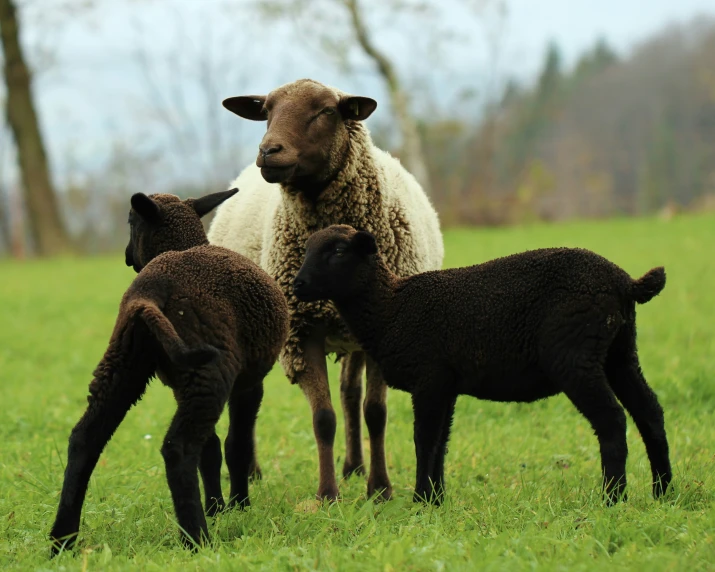 four lambs are standing in a field, one is white and the other black