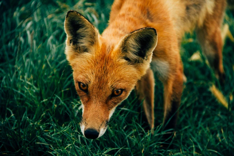 a fox standing in a grass field with its mouth open