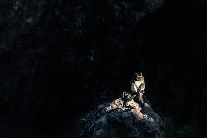 a large cat sitting on top of a rock