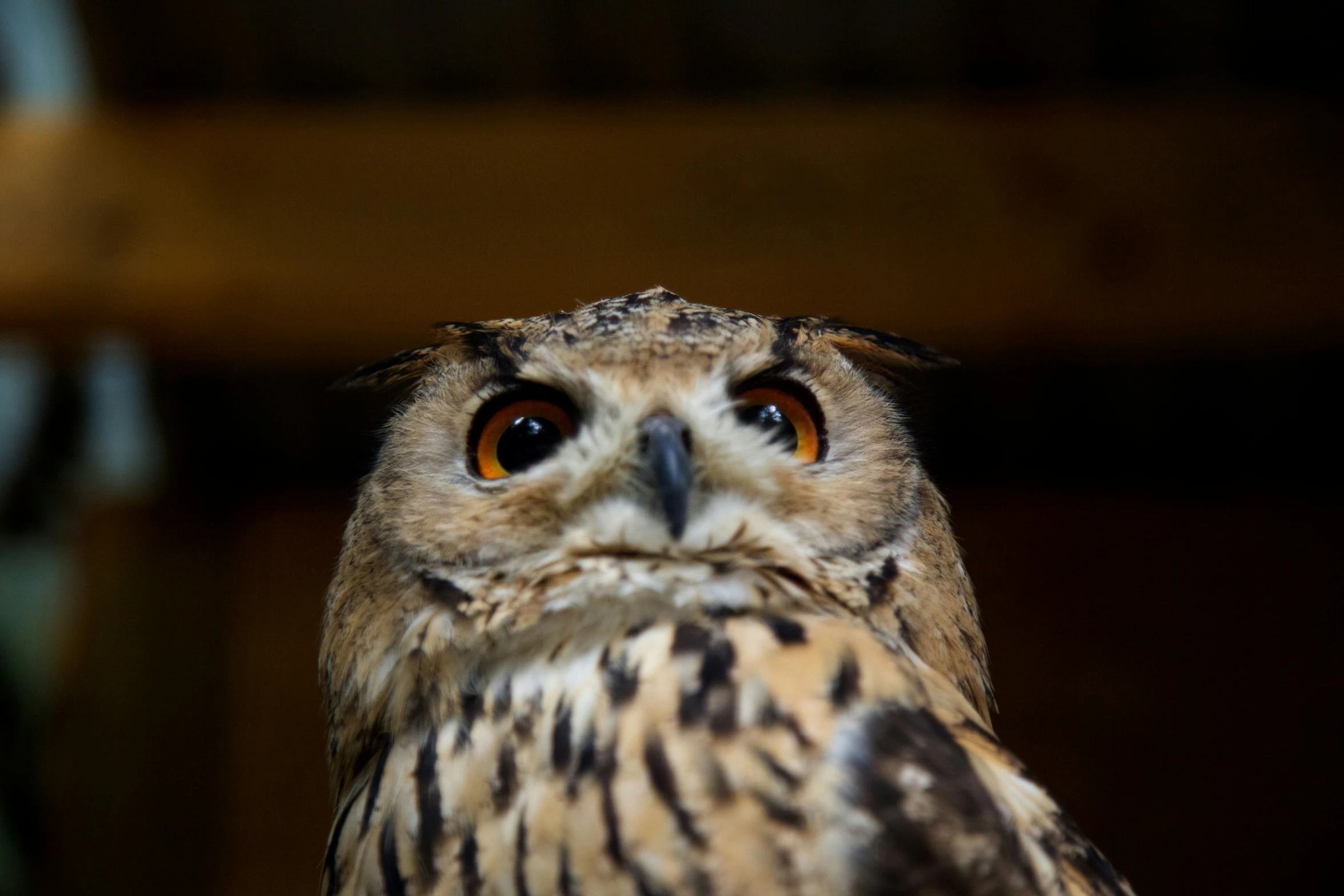 a brown and white owl standing on top of a wooden bench