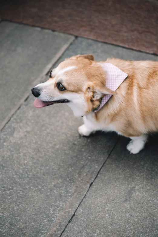 a small brown and white dog with a pink adhesive tape on its collar