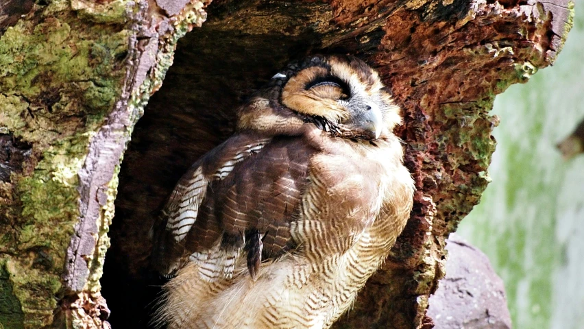 the bird is sitting inside of the hollow in the tree