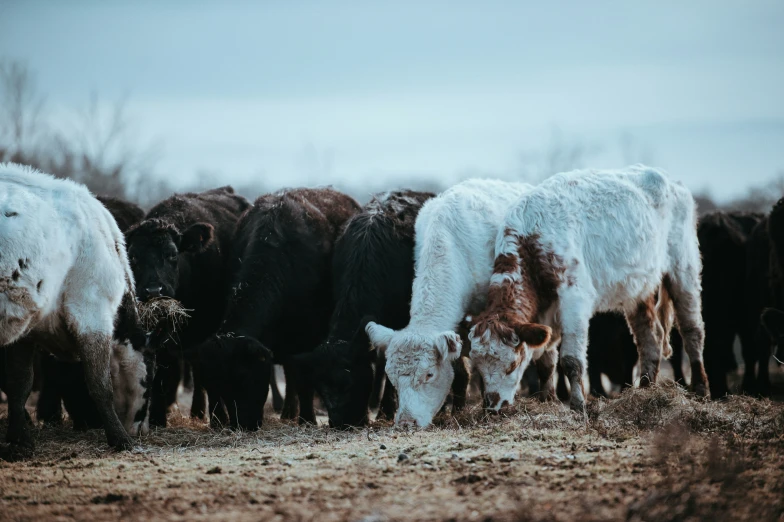 some cows that are eating some grass in the dirt