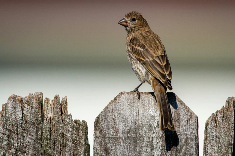 a bird perched on top of an old wooden fence