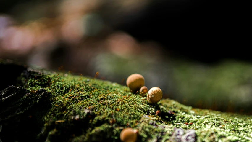 some small mushrooms that are in the grass