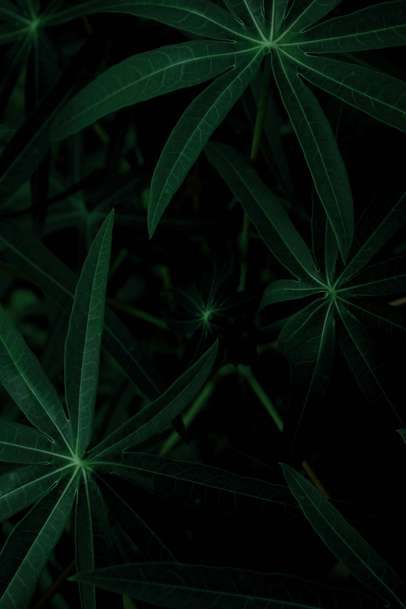 a dark green background of leaves that are glowing